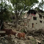 Ganado junto a casas dañadas tras un terremoto en Kunar. EFE/EPA/Samiullah Popal